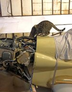 IMG_7470acS.jpg