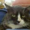 comfortcat