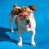 DogTrick