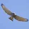 GrayHawk